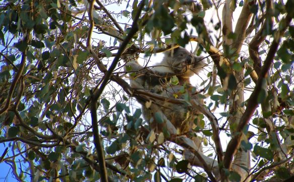 Koala at Smith's Bridge