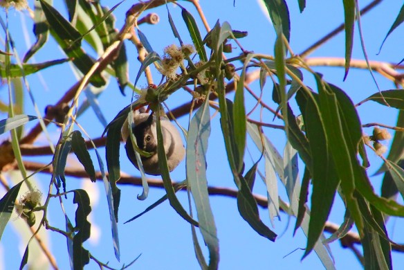 female white-naped honeyeater