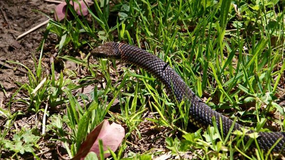 20181026_img_copperhead 02