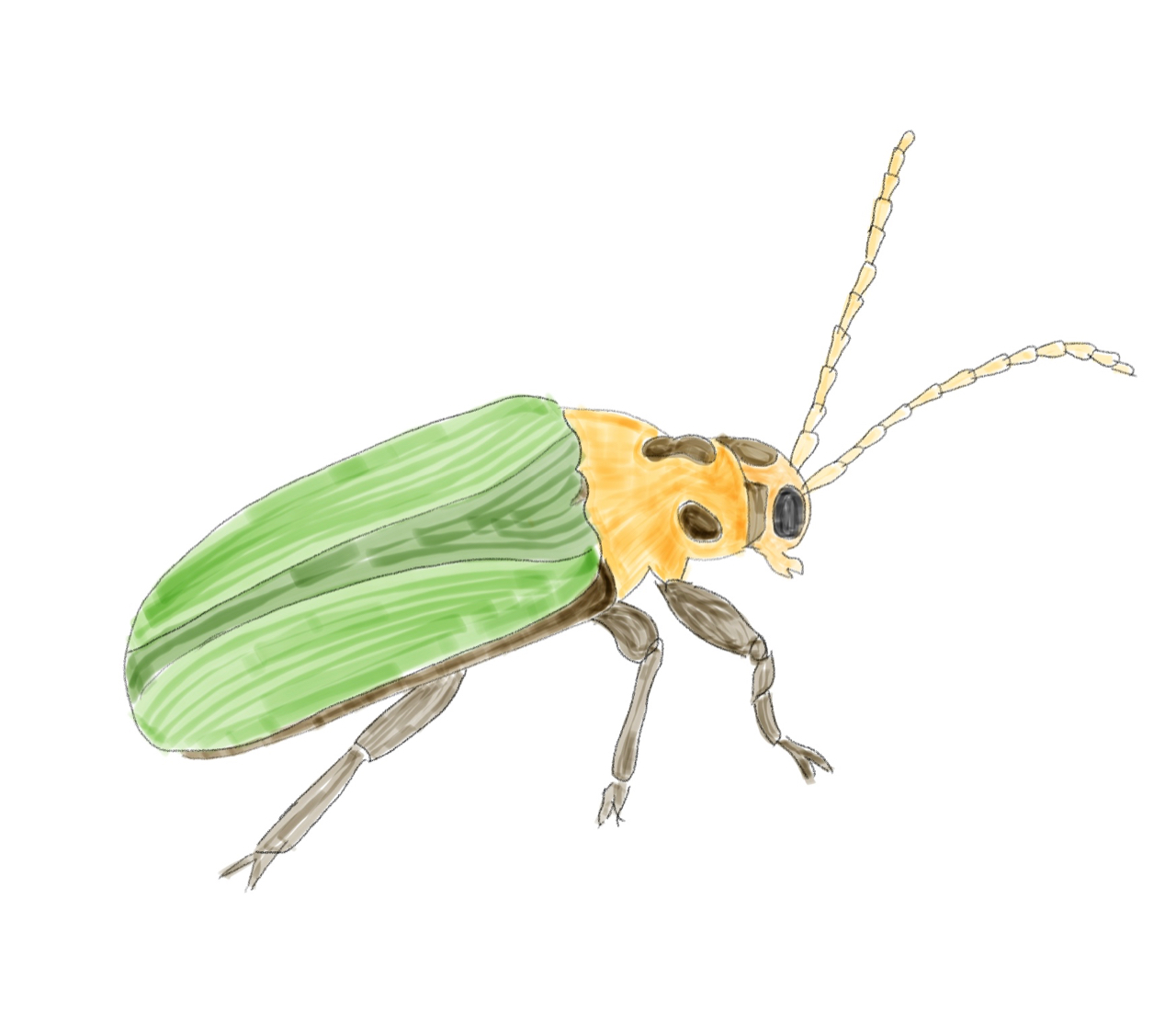 20190311_img_ElmLeafBeetle