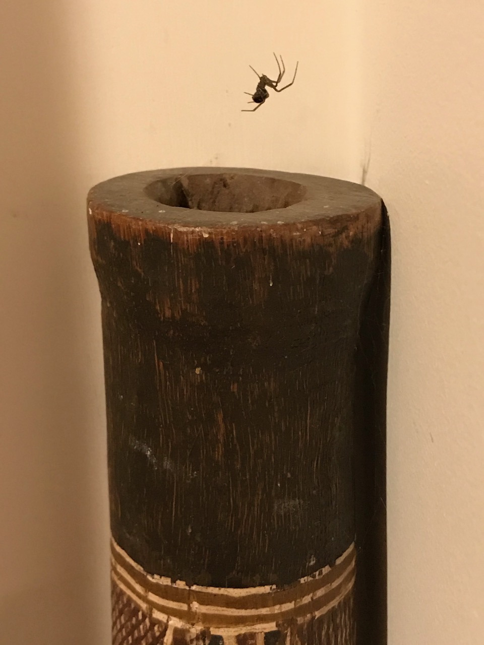 RedbackIInDidgeridoo