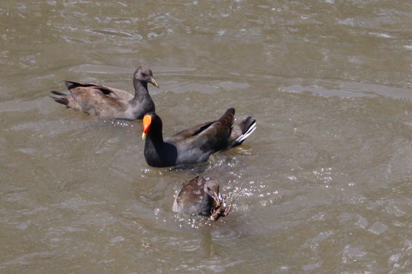 20200214_pho_Dusky Moorhen